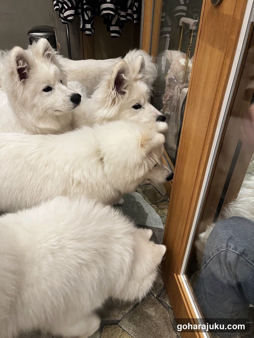 White Dogs Looking at Reflection