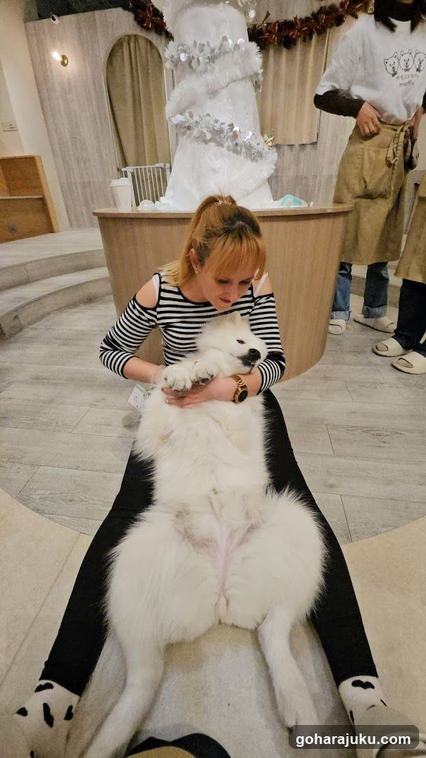 Woman petting a fluffy white dog indoors