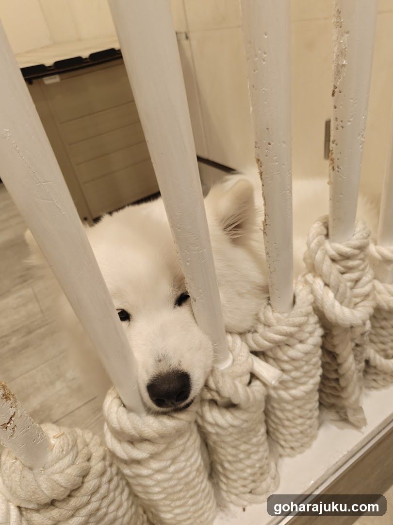 White Dog Behind Rope Bars