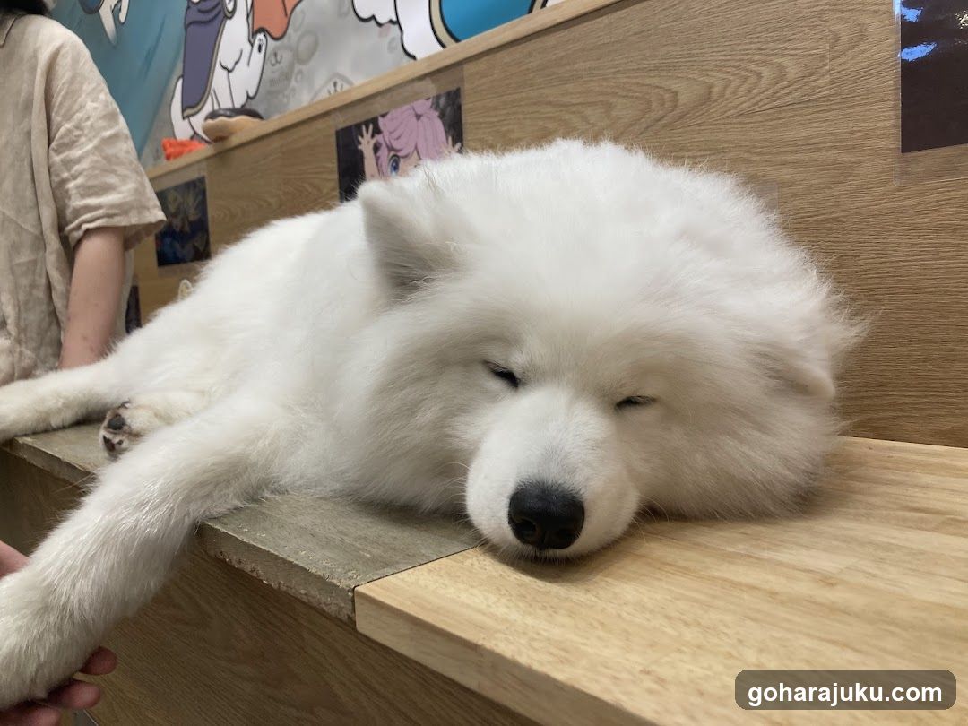 Sleeping White Dog on Wooden Bench