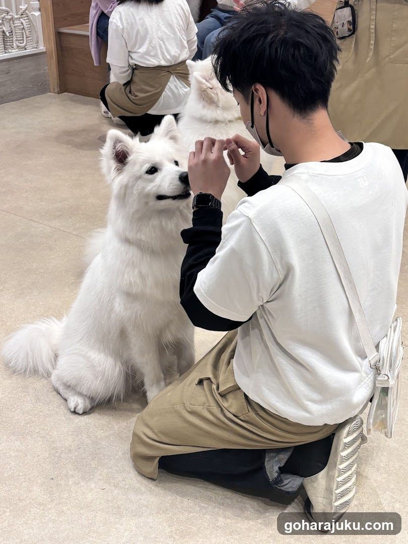 Person petting white dog indoors