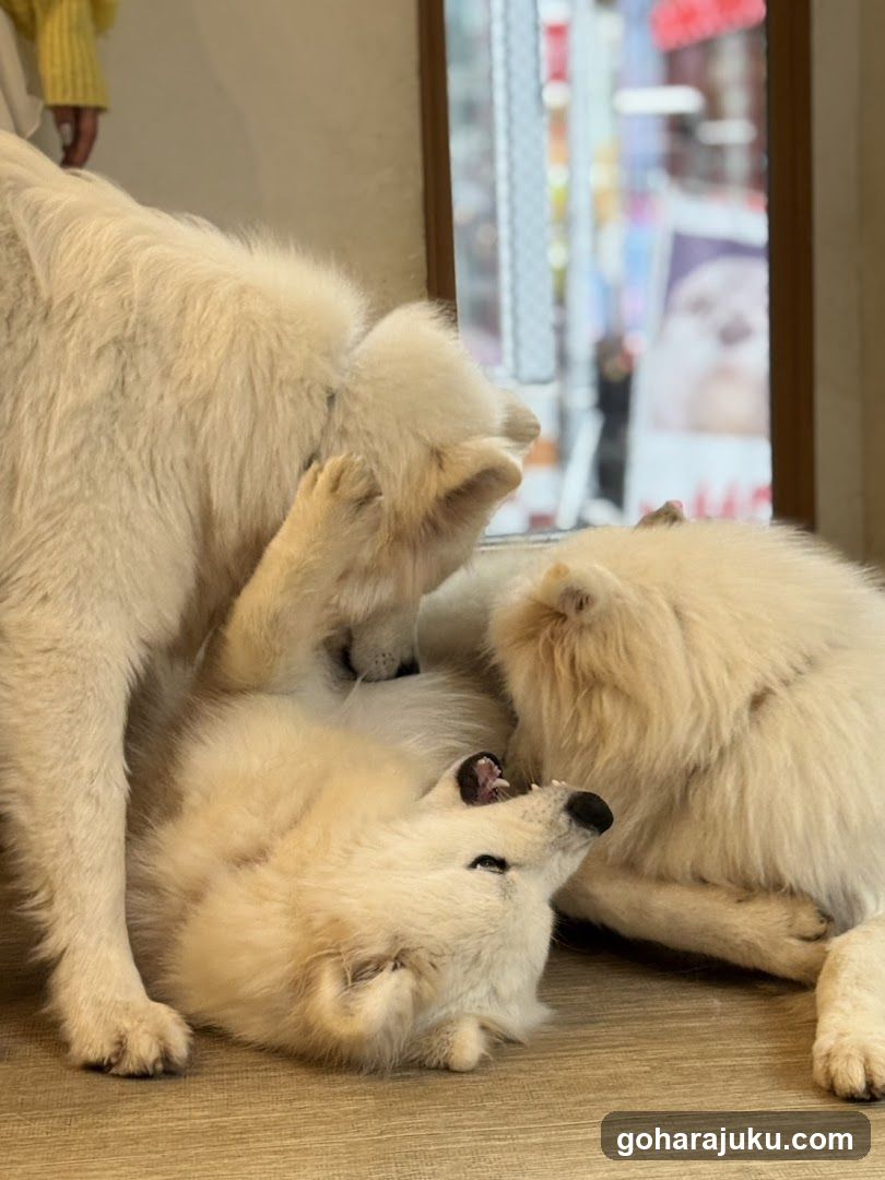Playful White Dogs