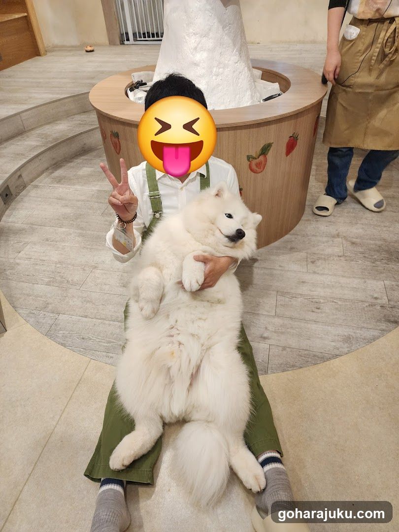 Person holding a fluffy white dog indoors