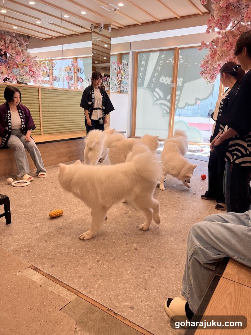 Dog Play Area Interior