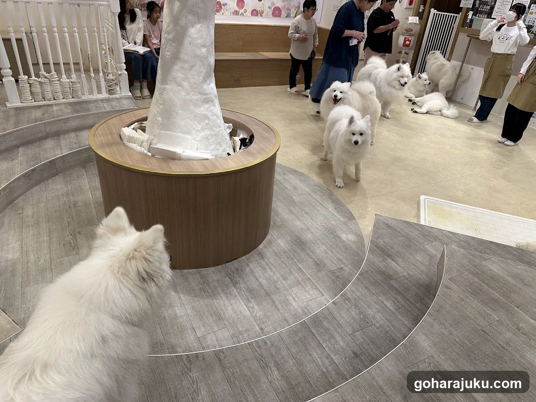 White fluffy dogs in a pet shop interior