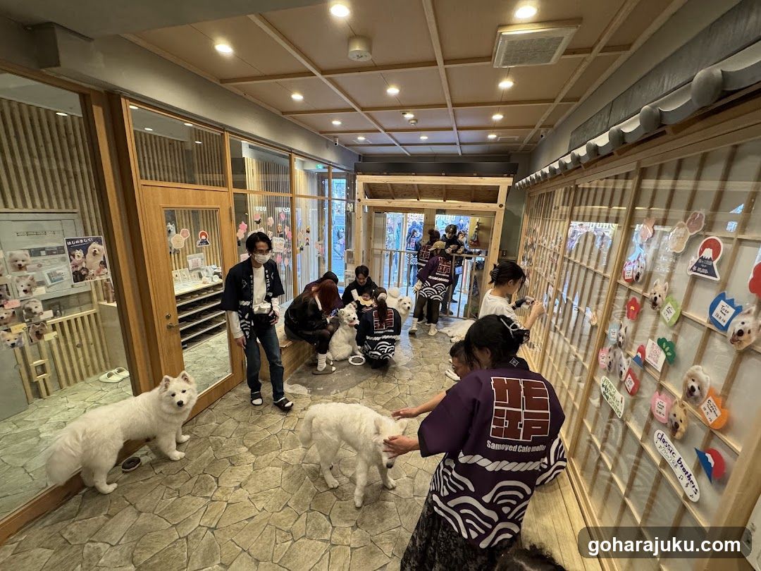 Dog Cafe Interior