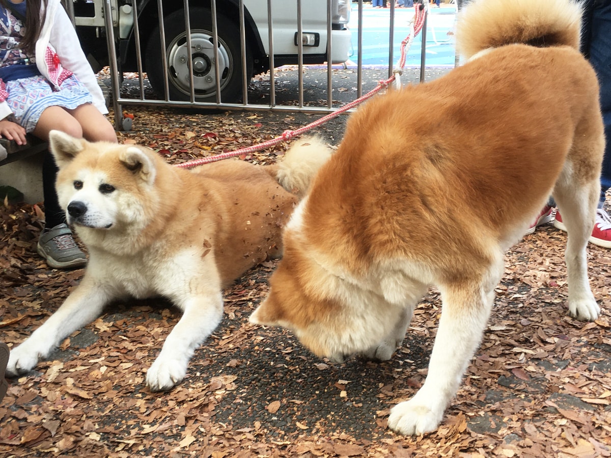 Akita dogs at a past Furusato Shibuya Festival