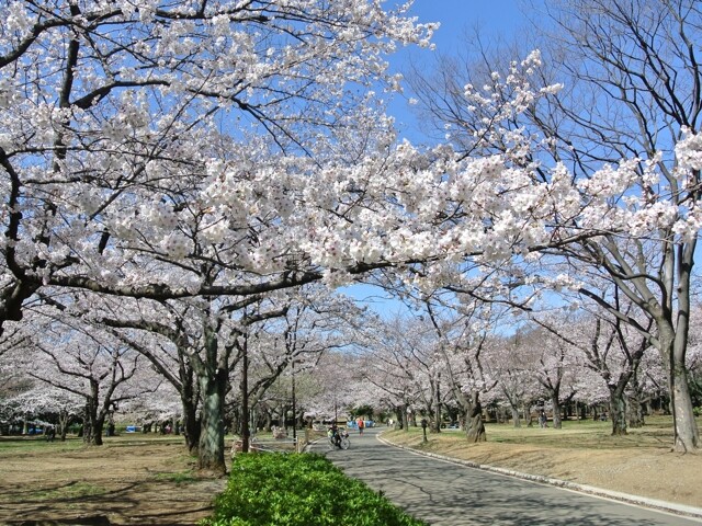 Cherry Blossoms at Yoyogi Park