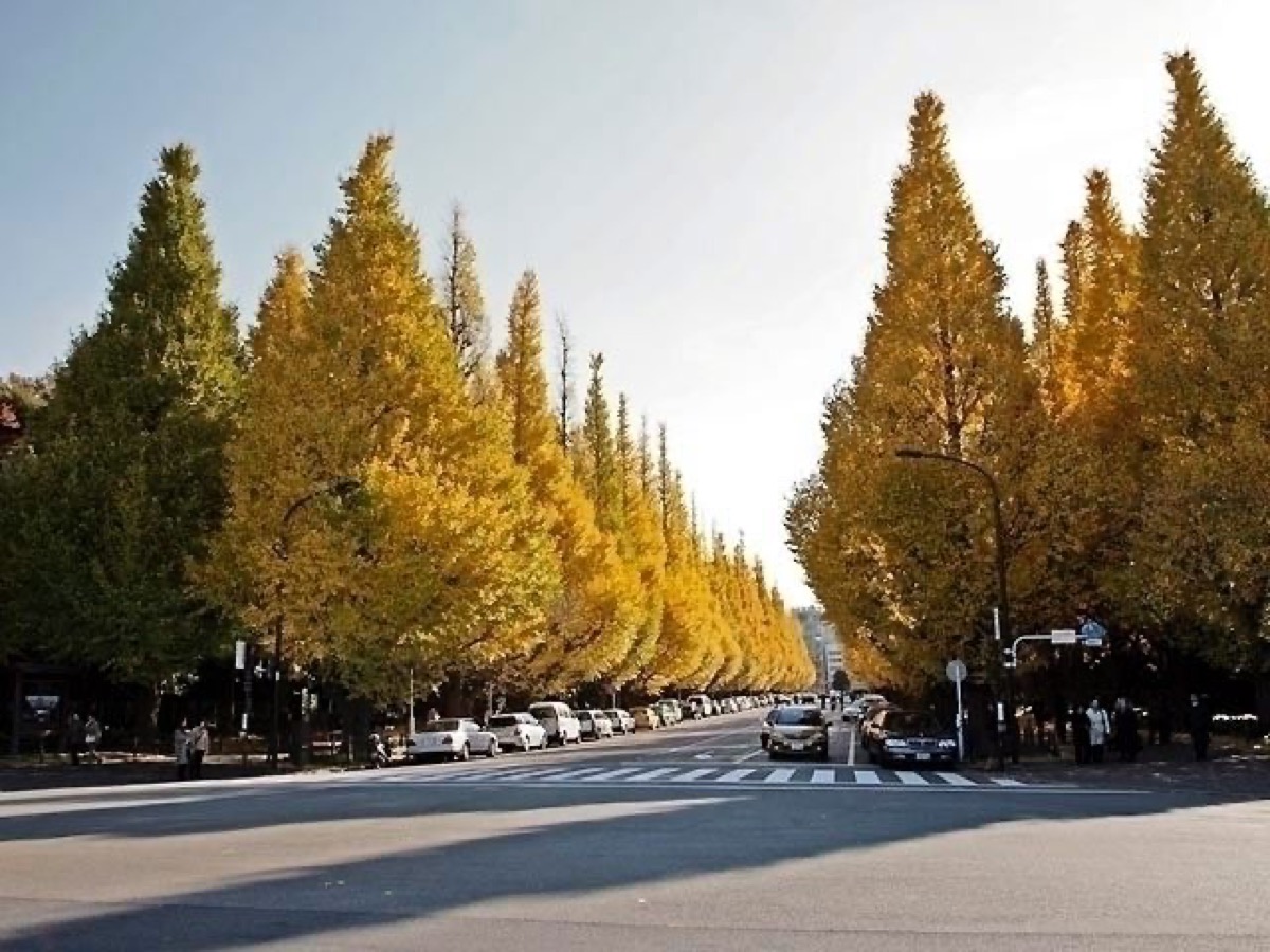 Meiji Jingu Gaien Ginkgo Avenue
