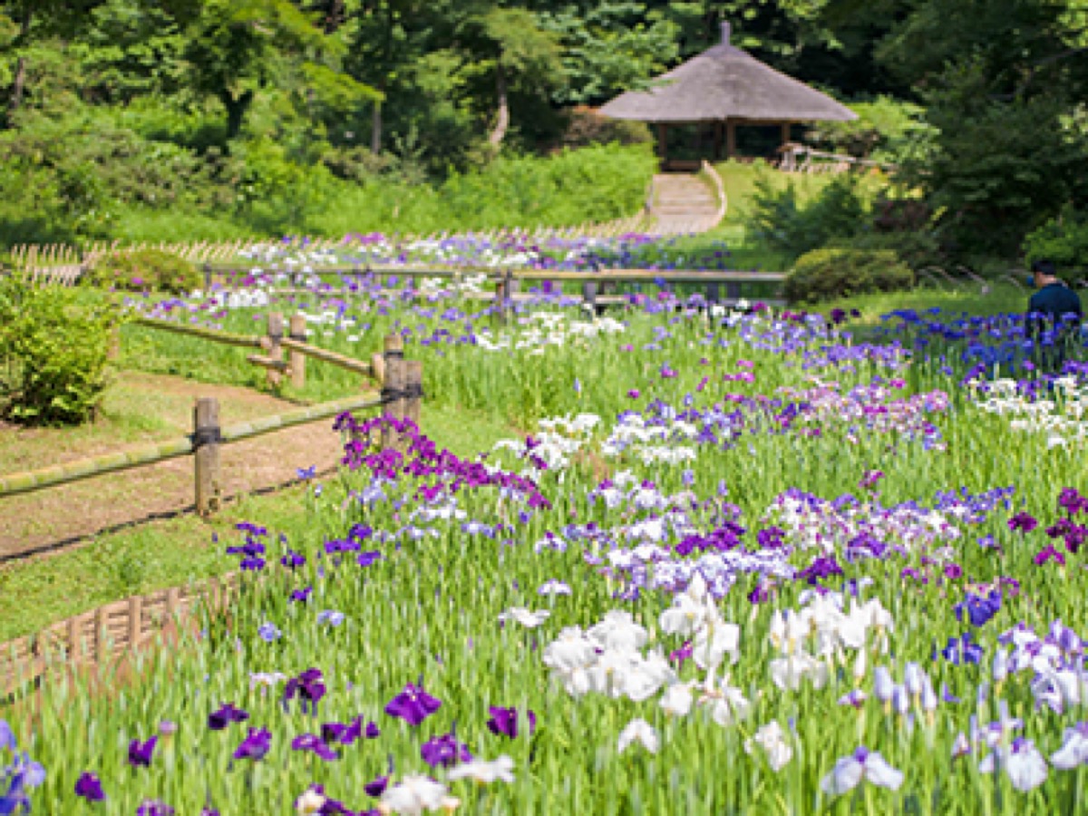 Meiji Jingu Iris Garden