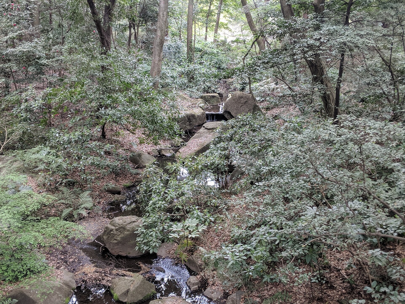 Yoyogi Park